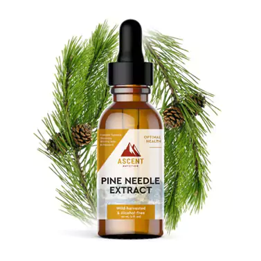 Pine Needle Extract Wild Foraged